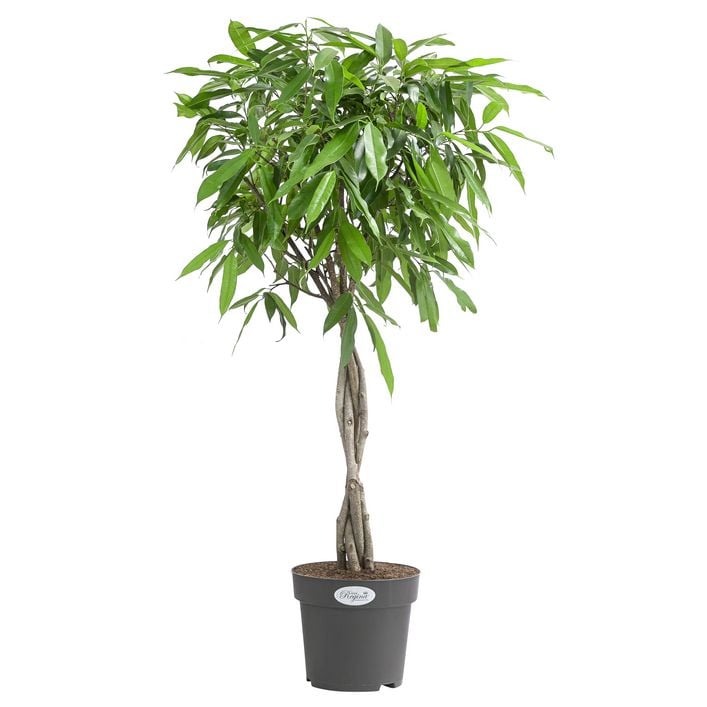 monstera formen Large Form Monstera Deliciosa Swiss Cheese House Plant – Plants For All  Seasons main image 0