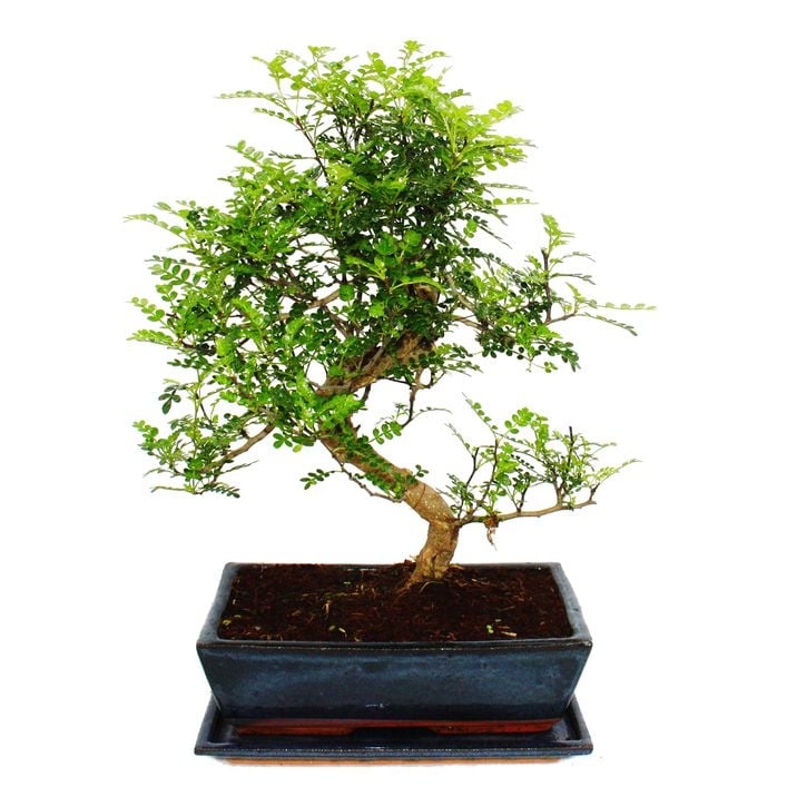 Bonsai Szechuan-Pfeffer - Zanthoxylum | Dehner