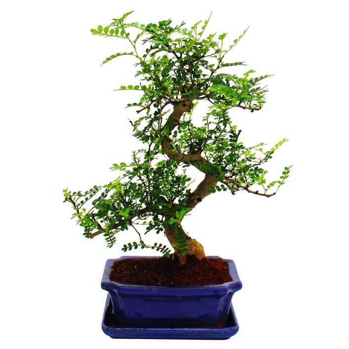 Bonsai Szechuan-Pfeffer - Zanthoxylum | Dehner