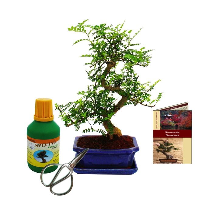 Bonsai Szechuan-Pfeffer - Zanthoxyllum | Dehner