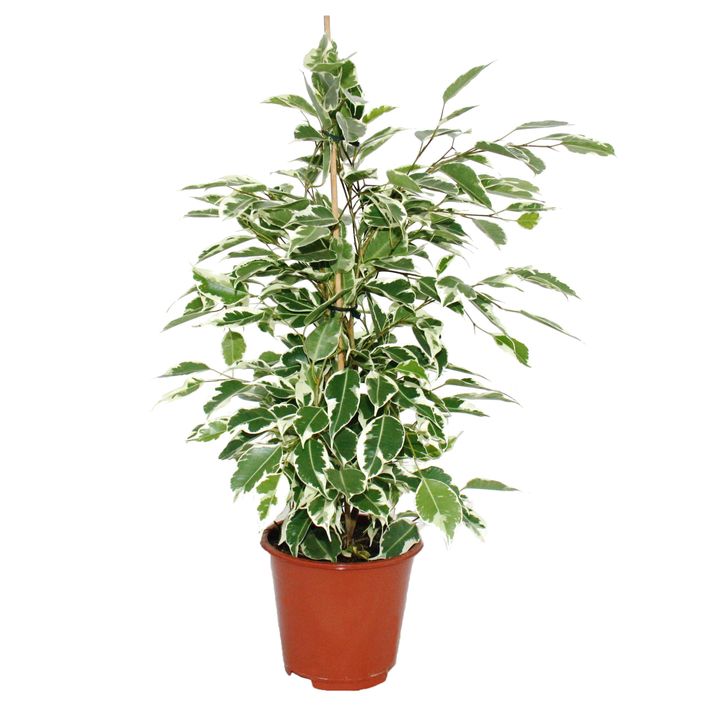 Birkenfeige - Ficus benjamina 'Twilight' | Dehner