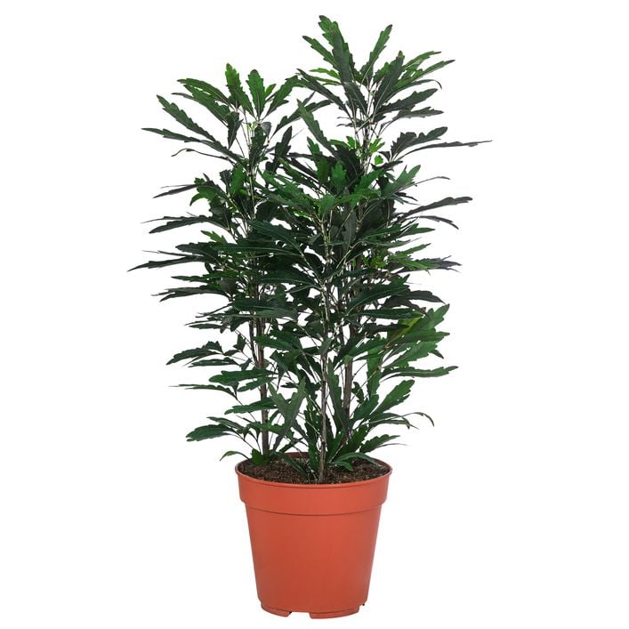 Fingeraralie - Schefflera elegantissima | Dehner