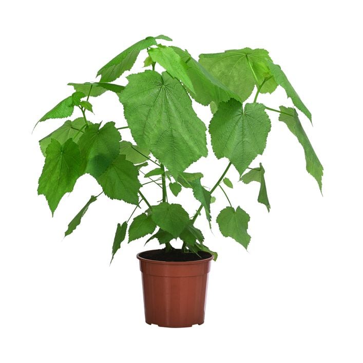 Zimmerlinde - Sparmannia africana | Dehner
