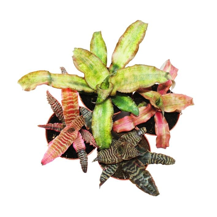 Erdbromelien-Set - Cryptanthus, 4-teilig | Dehner