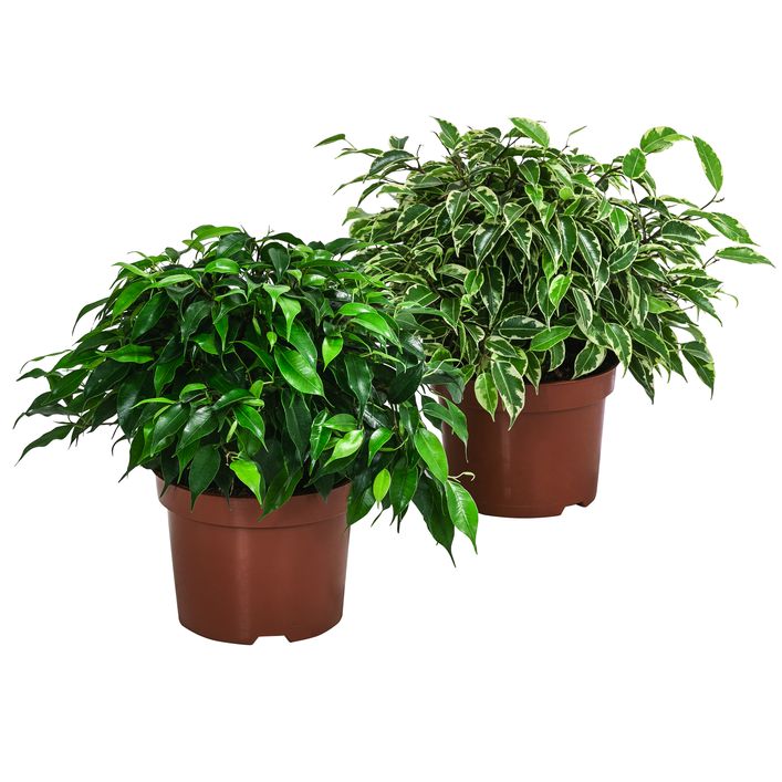 lego pink bonsai tree Bonsai Tree Lego main image 0
