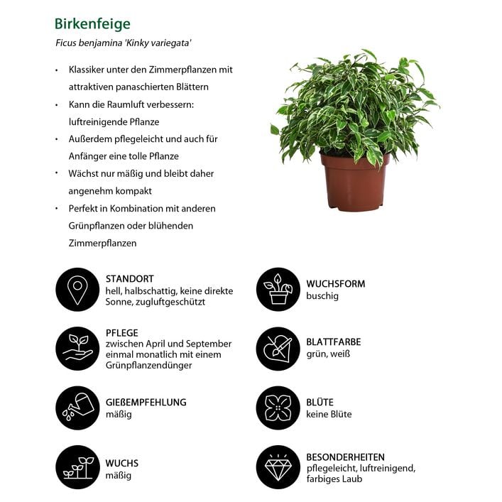 bonsai ficus ginseng potatura Ficus Ginseng Bonsai (Ficus Microcarpa)