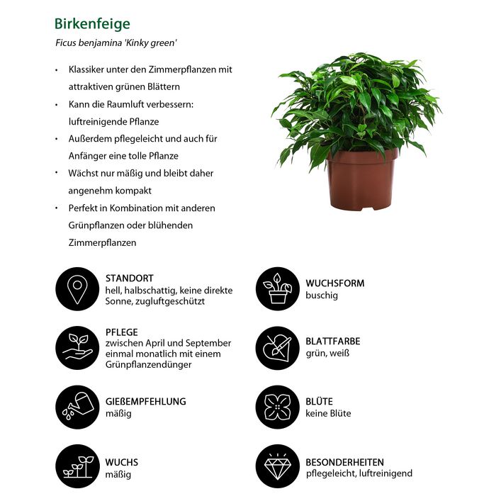 Birkenfeigen-Set - Ficus benjamini, 2-teilig | Dehner