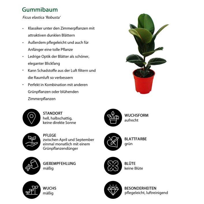 Gummibaum-Set - Ficus elastica, 2-teilig | Dehner