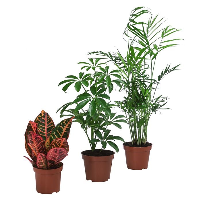 Zimmerpflanzen-Set Exotik, 3-teilig | Dehner