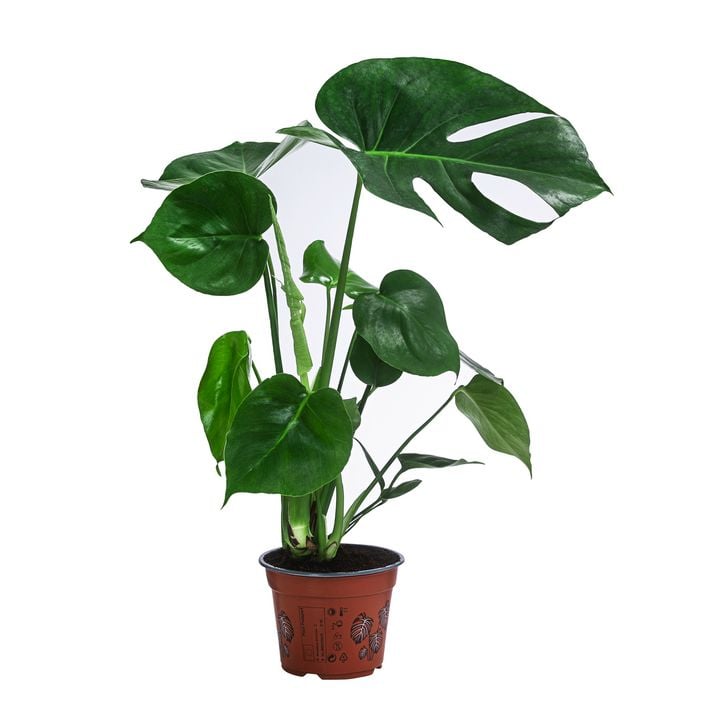 asplenium zimmerpflanze Asplenium nidus kaufen