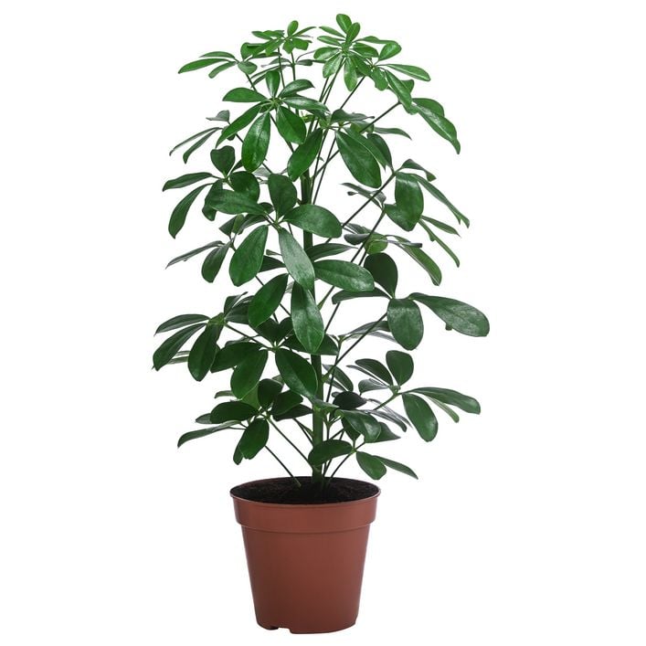 zimmerpflanzen bilderlexikon Luftreinigende Zimmerpflanzen-Kollektion mit weien bertpfen - Dypsis,  Chlorophytum, Asplenium, Spathiphyllum