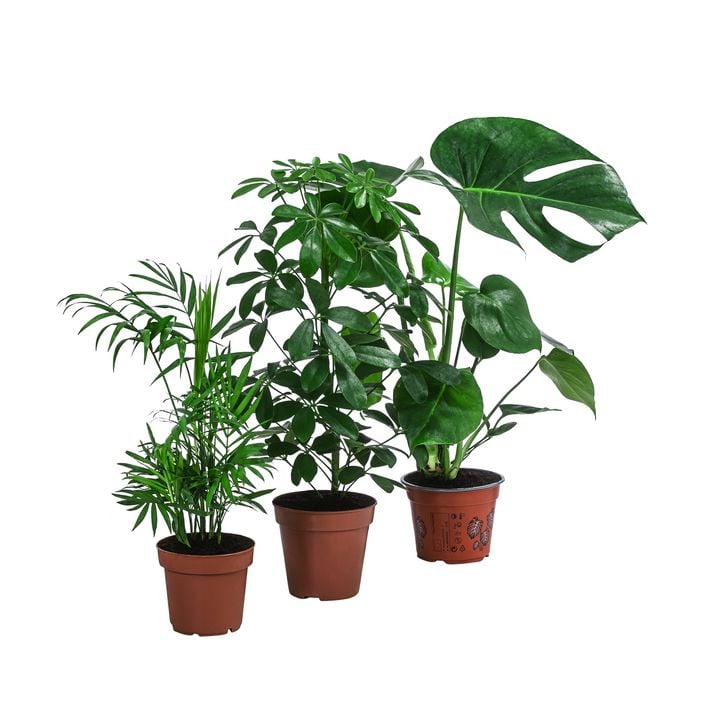 aurea variegata Monstera Deliciosa Aurea Variegata main image 1