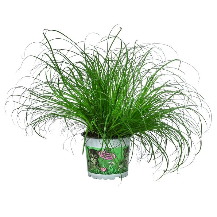 zimmerpflanze flamingoblume Anthurie (Flamingoblume)  Luftreinigende Zimmerpflanze mit Stil