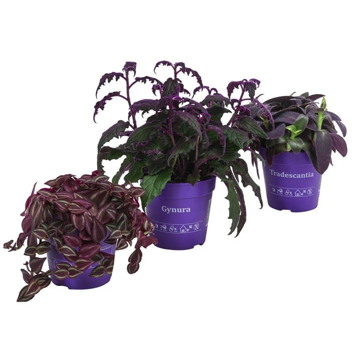 syngonium albo variegata 4