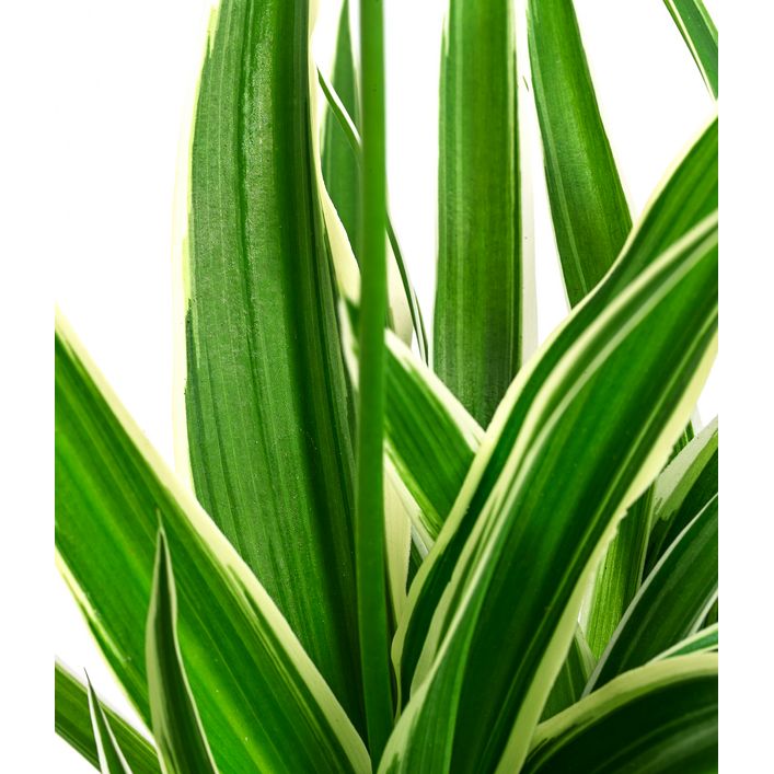 wilder spargel zimmerpflanze Zierspagel 'Sprengeri' main image 0
