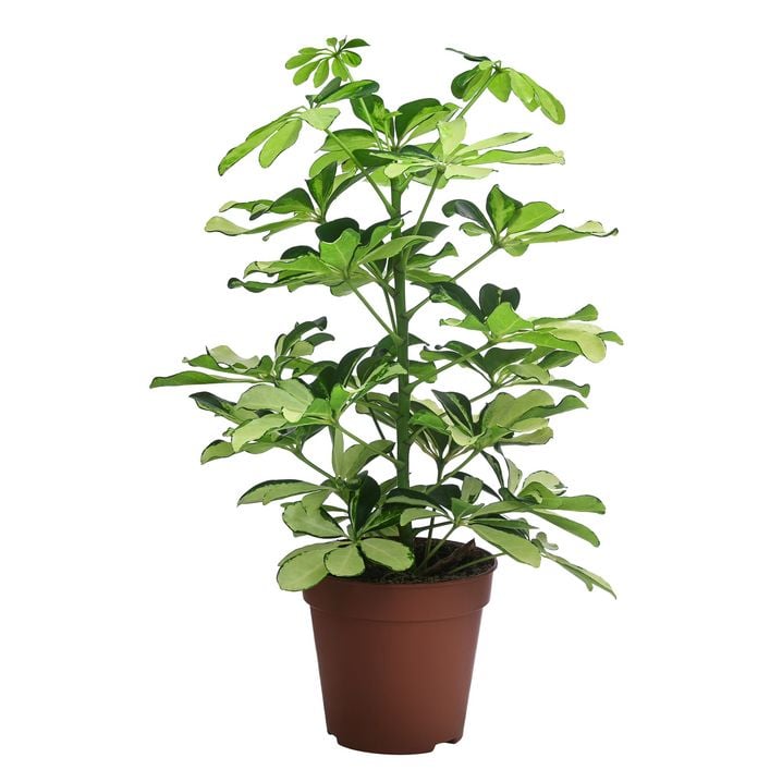 alocasia gageana albo variegata Alocasia gageana variegated – The Plant Lady SF main image 0