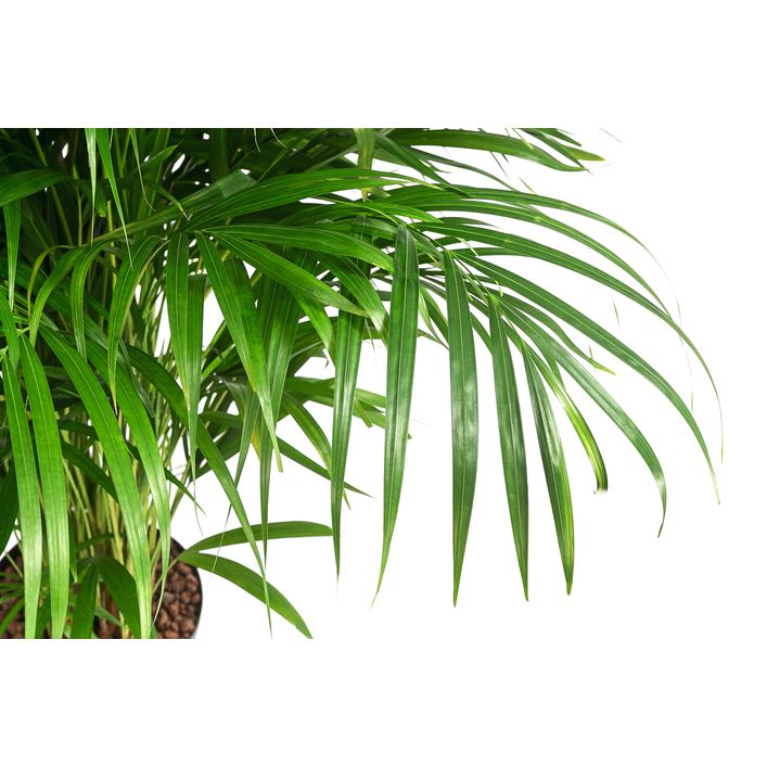 Goldfruchtpalme - Dypsis lutescens, | Dehner