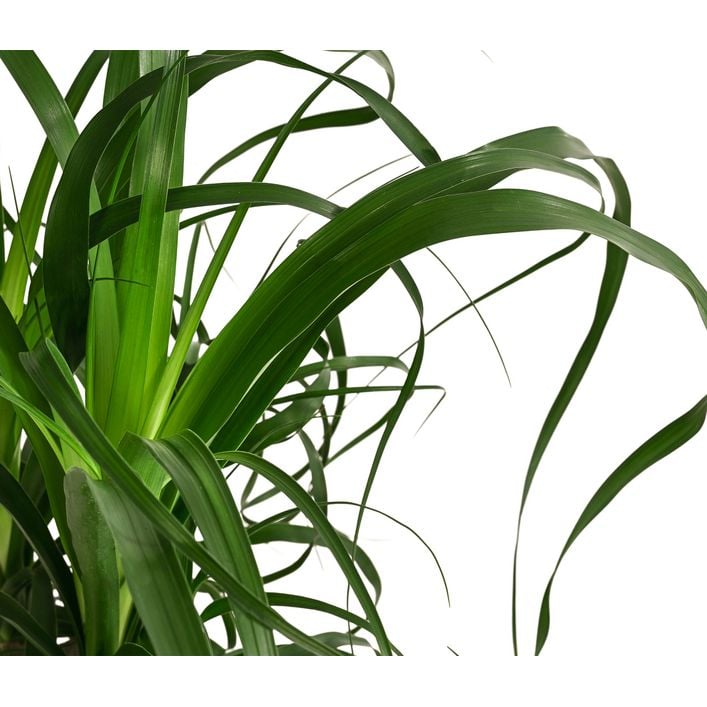 Elefantenfu - Beaucarnea recurvata, | Dehner
