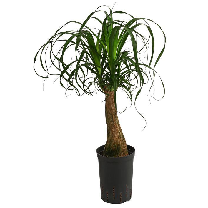Elefantenfu - Beaucarnea recurvata, | Dehner