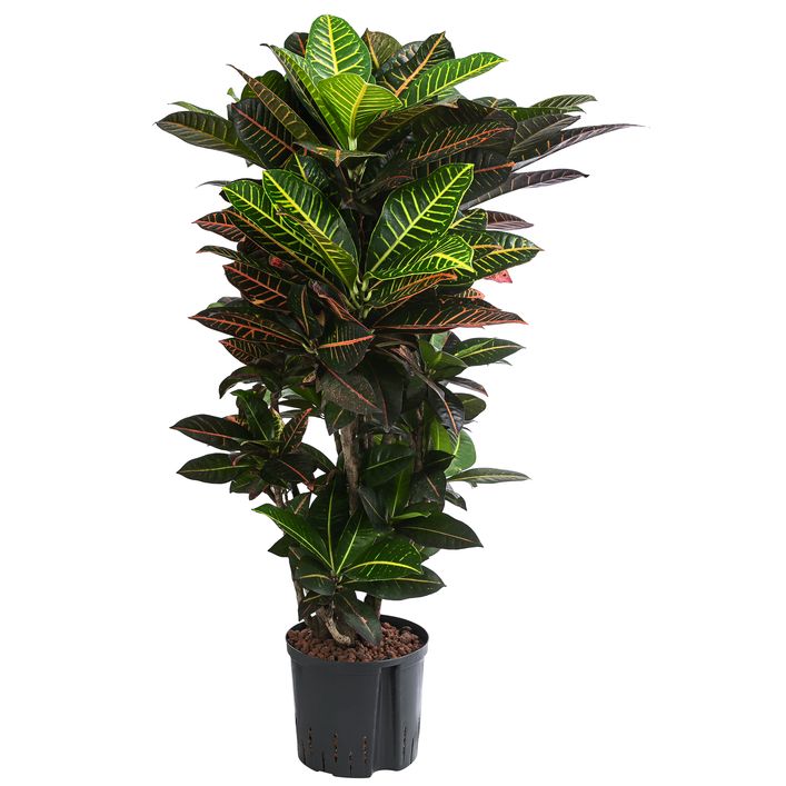 Wunderstrauch - Codiaeum variegatum 'Petra', | Dehner