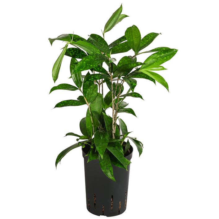 efeutute kaufen Efeutute 'Golden Pothos' online kaufen main image 0