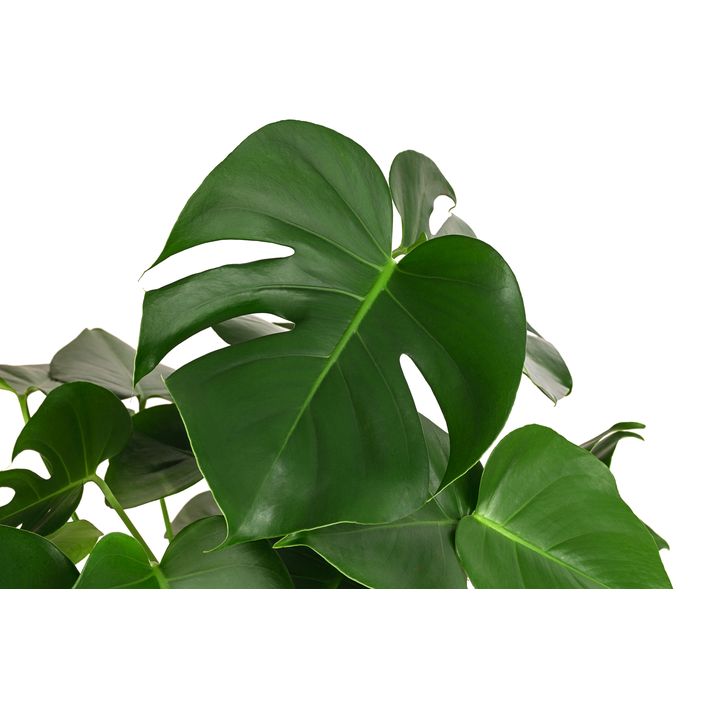 monstera audrey Kiwi Monstera Linen Audrey Top – Linen Tales Global