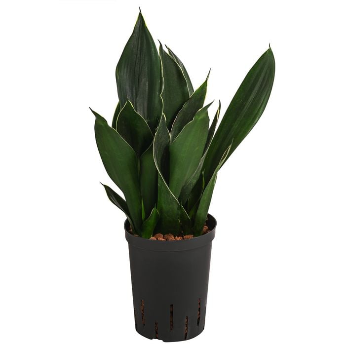 Bogenhanf - Sansevieria trifasciata 'Black | Dehner