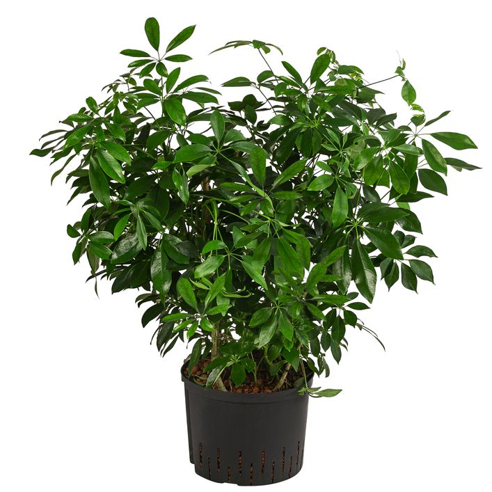 Strahlenaralie - Schefflera arboricola | Dehner