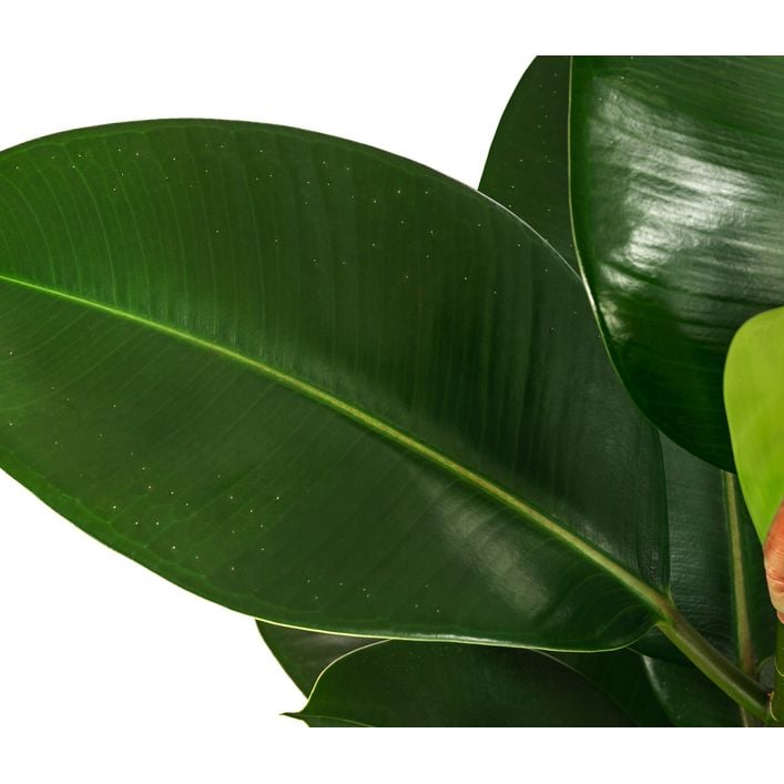 Gummibaum - Ficus elastica 'Robusta', | Dehner