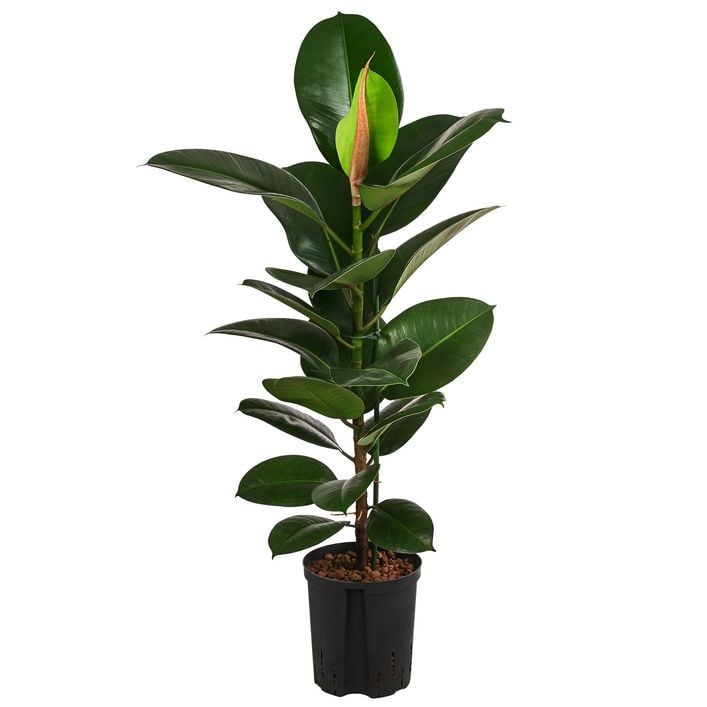 Gummibaum - Ficus elastica 'Robusta', | Dehner