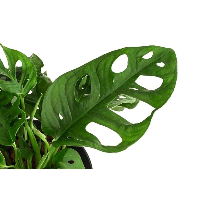 Fensterblatt - Monstera adansonii, Hydrokultur | Dehner