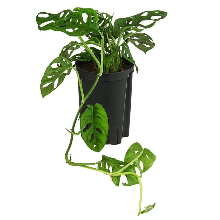 philodendron photos Philodendron Hederaceum | Easy Growing Trailing Houseplant