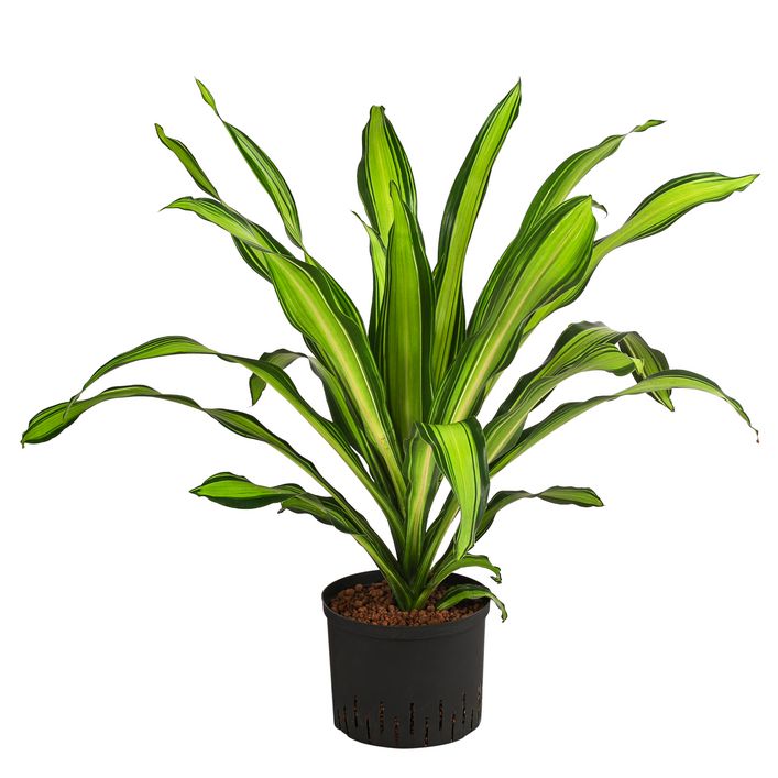 Drachenbaum - Dracaena fragrans 'Burley', | Dehner