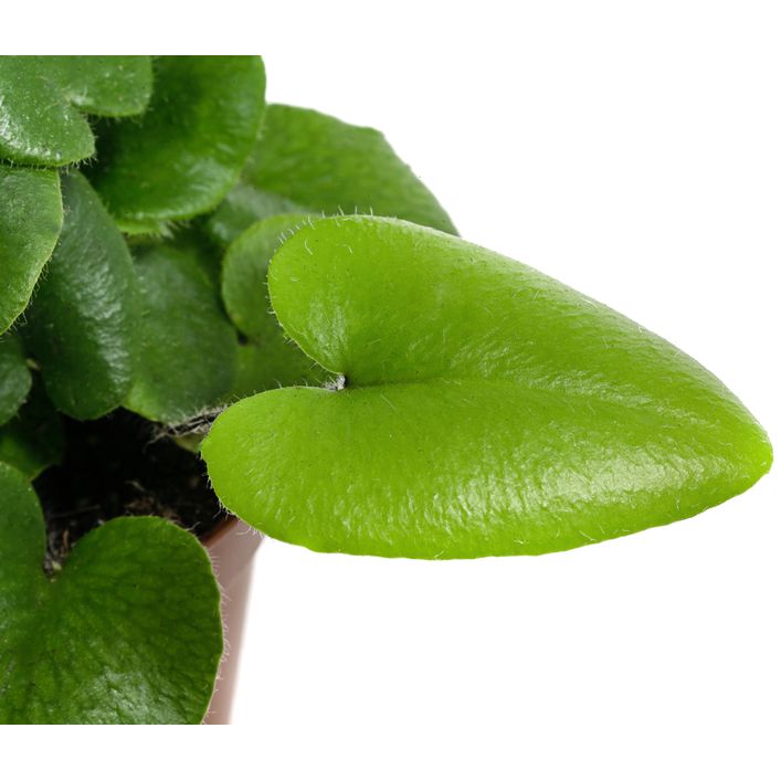 zimmerpflanze mit weien blttern Syngonium "podophyllum albo" variegata