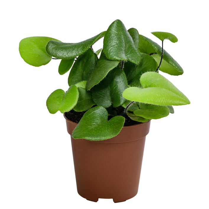 peace lily variegata Domino Peace Lily main image 0