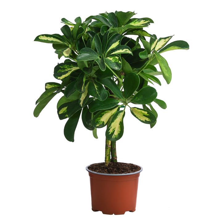 amydrium variegata Amydrium Variegata  Foliage Dreams