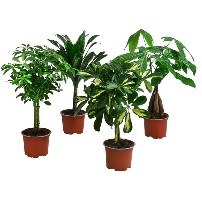 Zimmerpflanzen-Set Kleine Stmmchen 4-teilig | Dehner
