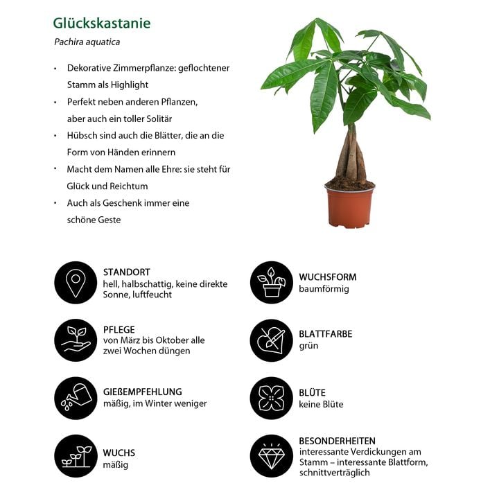 Zimmerpflanzen-Set Kleine Stmmchen 4-teilig | Dehner