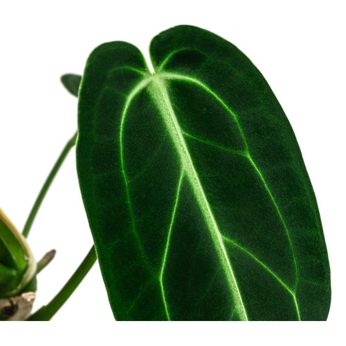 Herzblattblume - Anthurium warocqueanum | Dehner