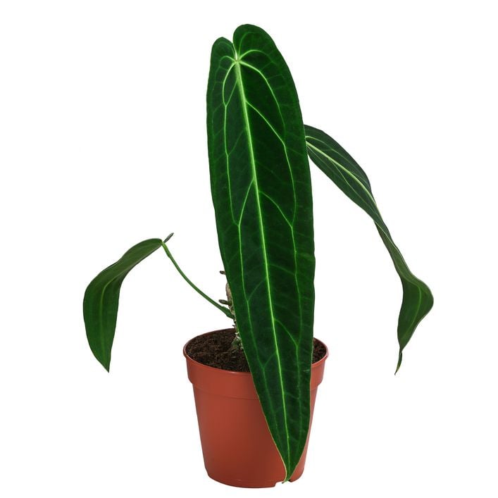 Herzblattblume - Anthurium warocqueanum | Dehner