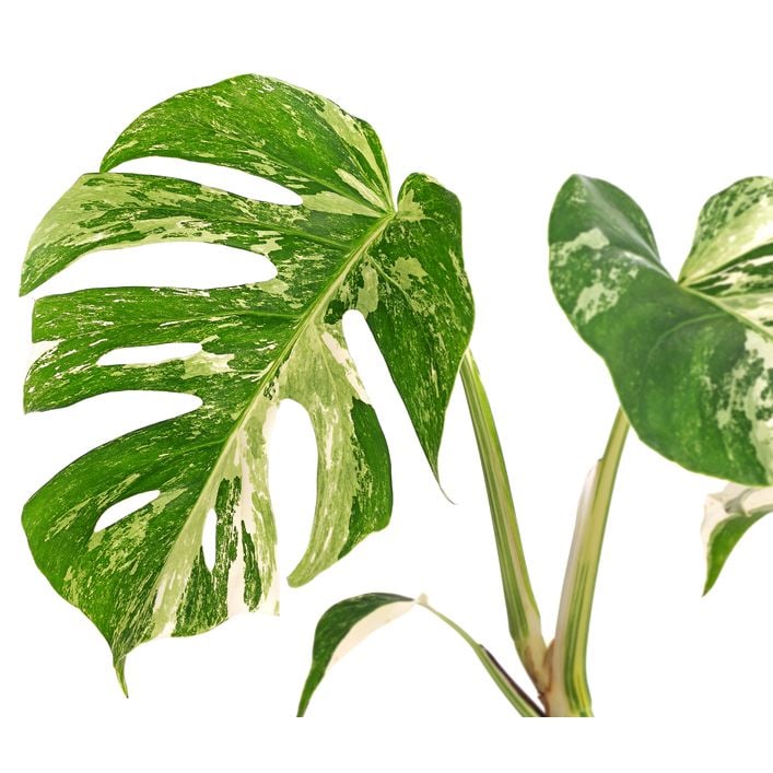 Fensterblatt - Monstera deliciosa 'Variegata', | Dehner