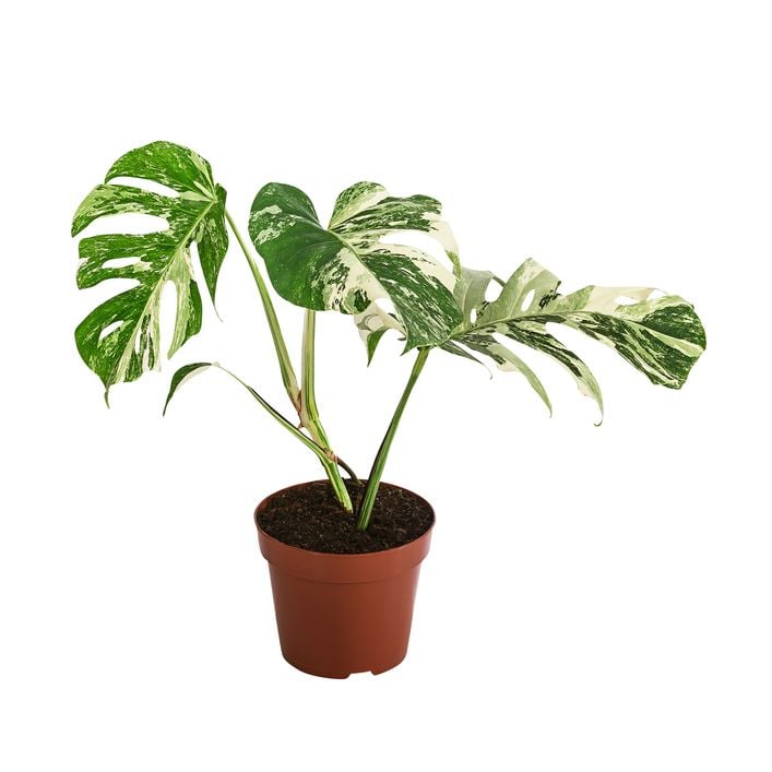 Fensterblatt - Monstera deliciosa 'Variegata', | Dehner