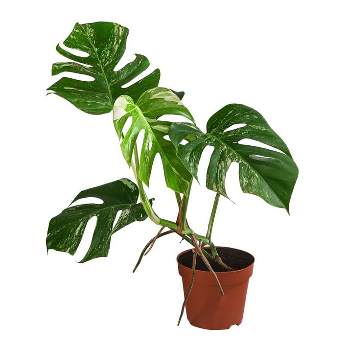 Fensterblatt - Monstera deliciosa 'Variegata', | Dehner