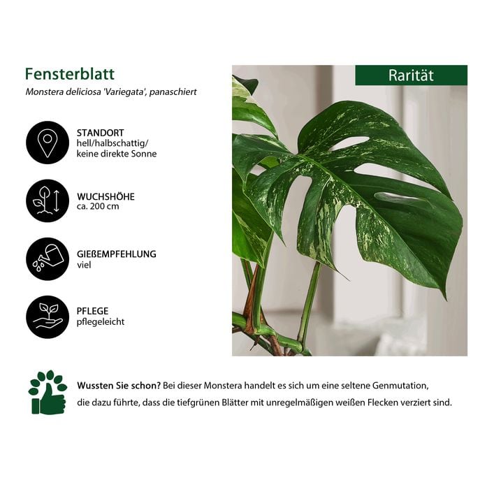 Fensterblatt - Monstera deliciosa 'Variegata', | Dehner