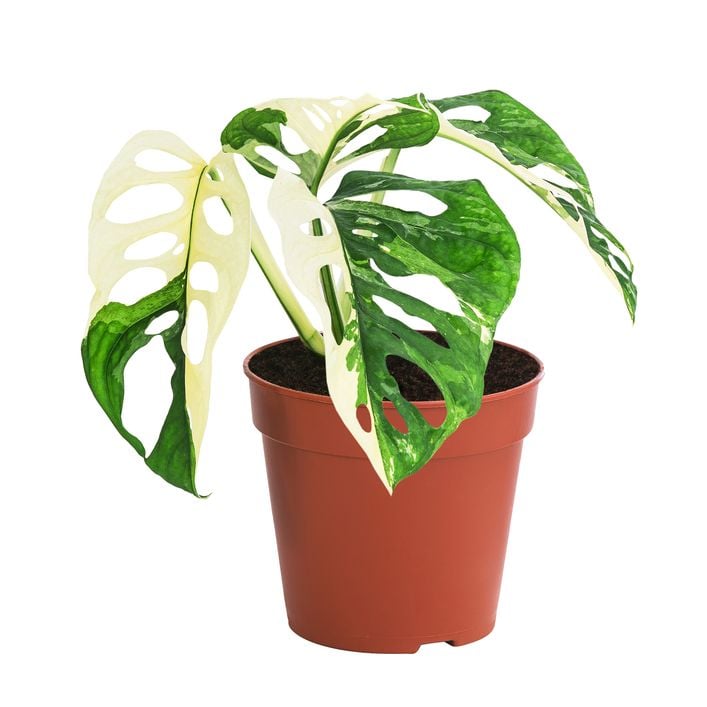 monstera ph Monstera deliciosa