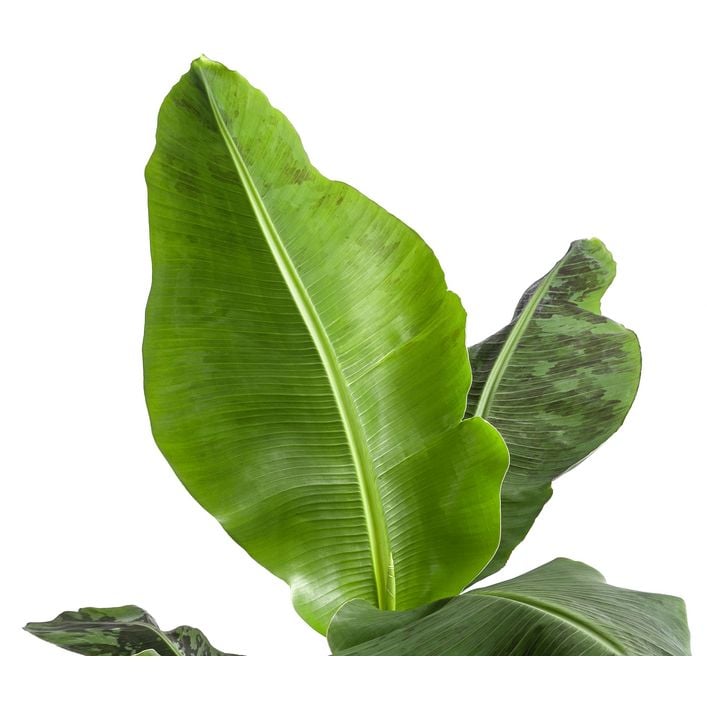 calathea white fusion standort Calathea White Fusion — Cactus en Ligne main image 1