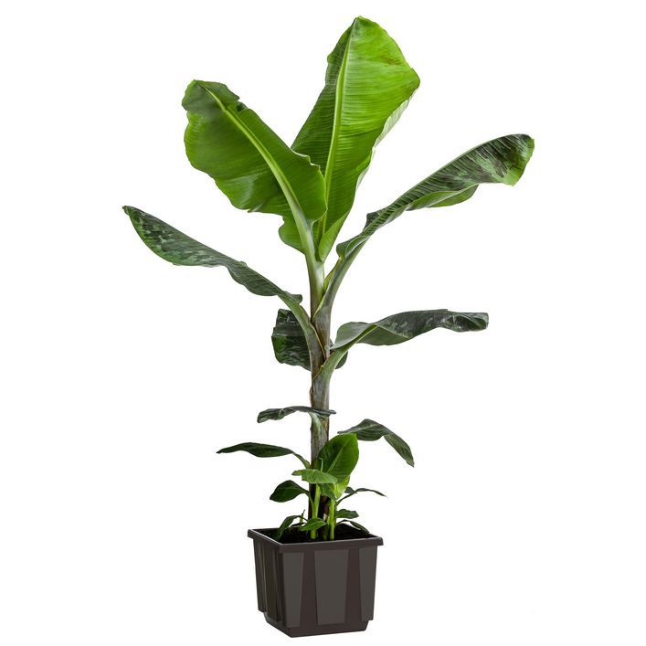 Banane 'Dwarf Cavendish' | Dehner