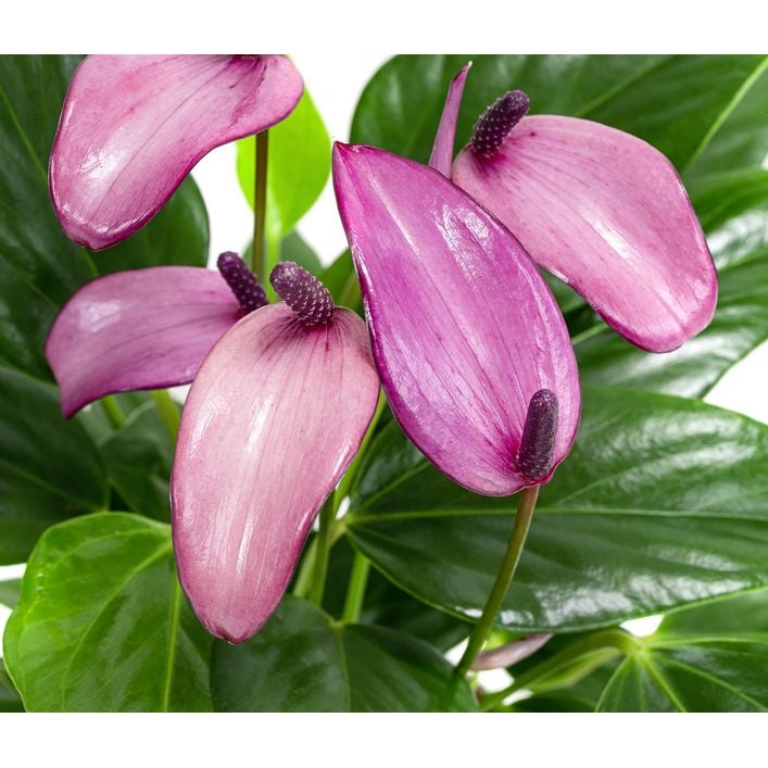 Flamingoblume - Anthurium andreanum 'Zizou' | Dehner