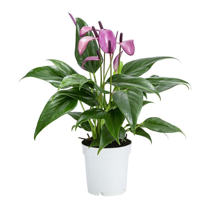 Flamingoblume - Anthurium andreanum 'Zizou' | Dehner