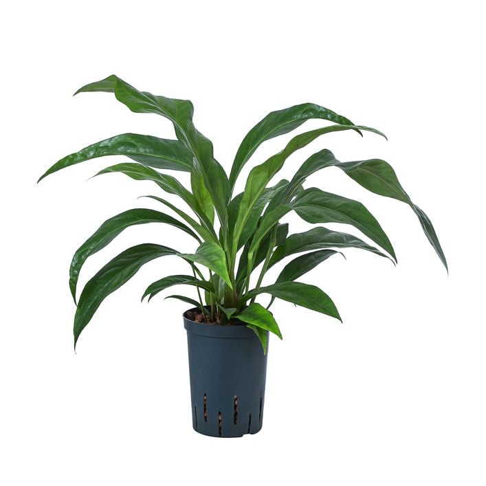 Blattanthurie - Anthurium ellipticum 'Jungle | Dehner